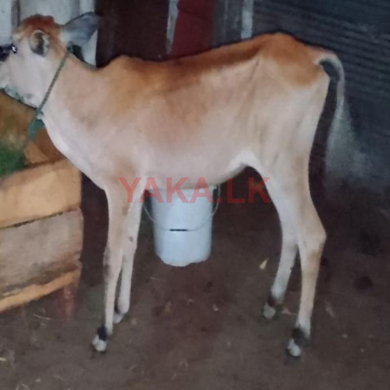 நாகு கன்று