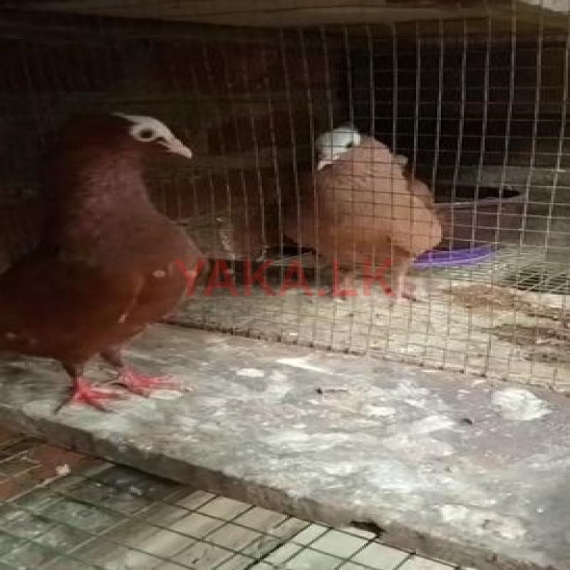 Import Line Muki Nuns Pigeons