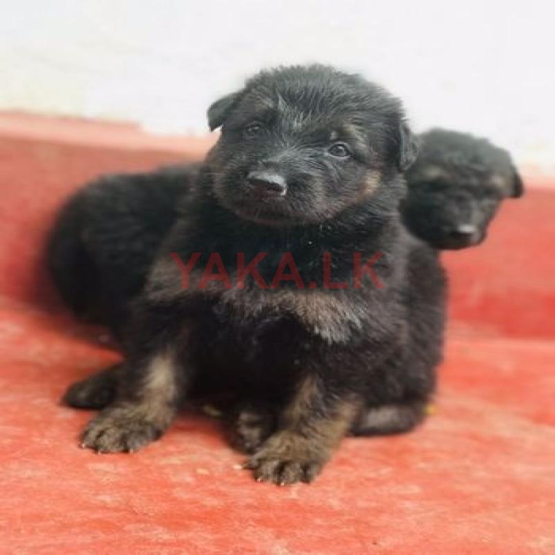German Shepherd Puppies