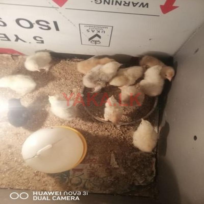බ්‍රාමා පැටව්න්