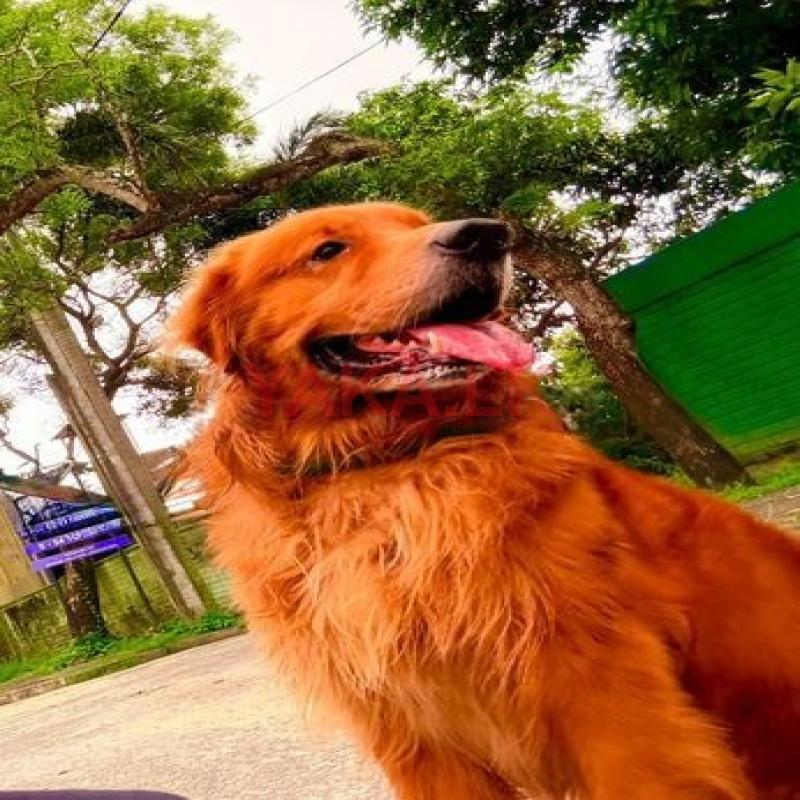 Golden Retriever Dog for Crossing
