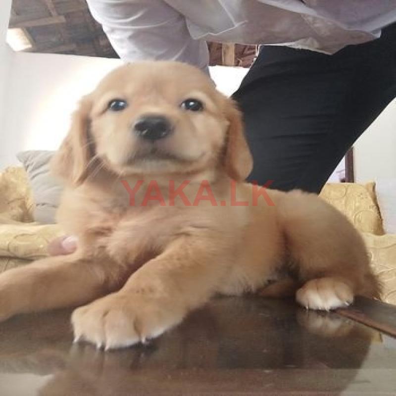 Golden Retriever Puppies