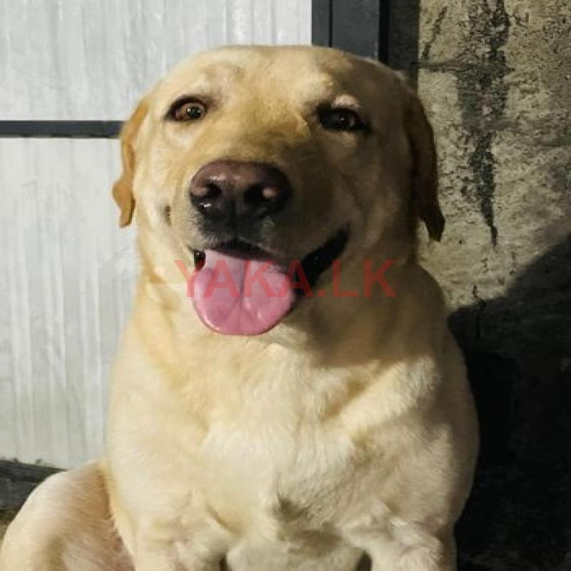 Labrador Male for Crossing