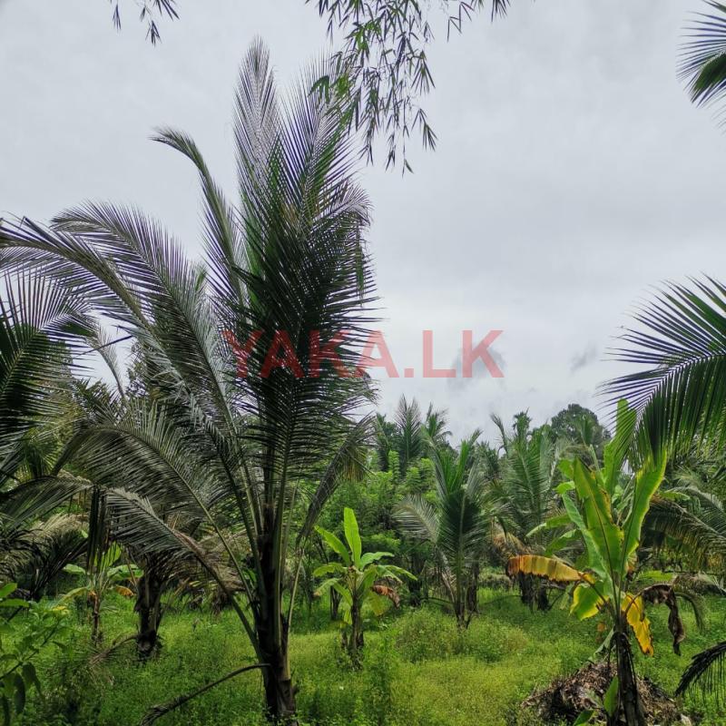 Land for sale in padukka