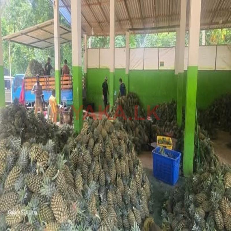 අන්නාසි
