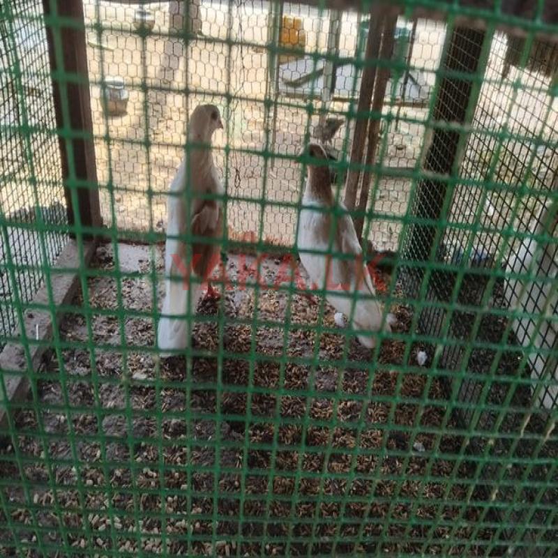 Timer Pigeon