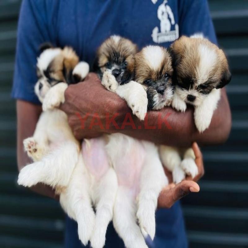 Shitzu Puppy