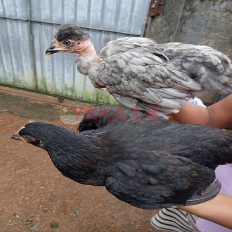 Chicken