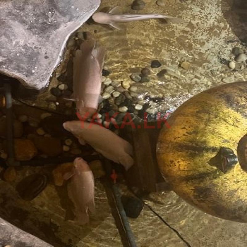 Giant Gurami and Catfish