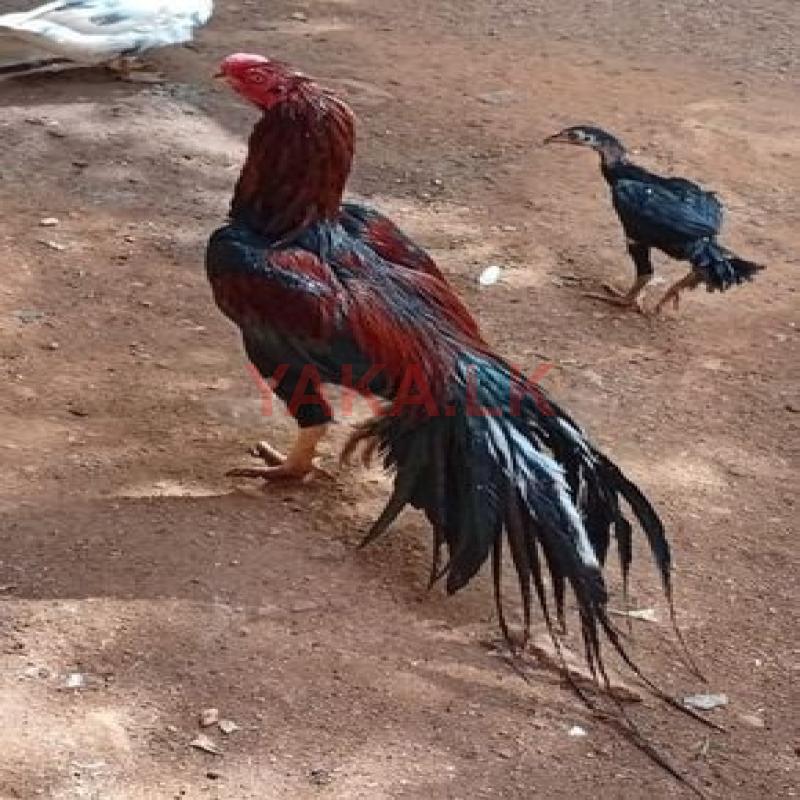 Rooster