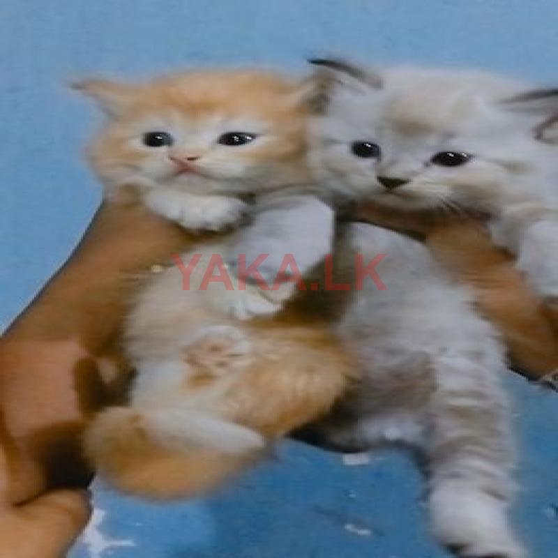 Persian Cat