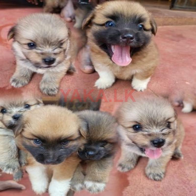 Terrier puppies