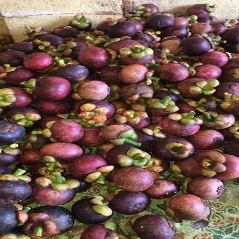 මැන්ගුස්