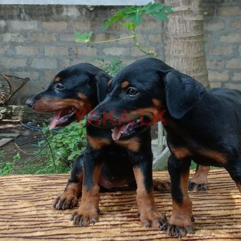 Doberman Puppies