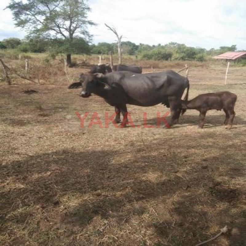 මී ගවයන්