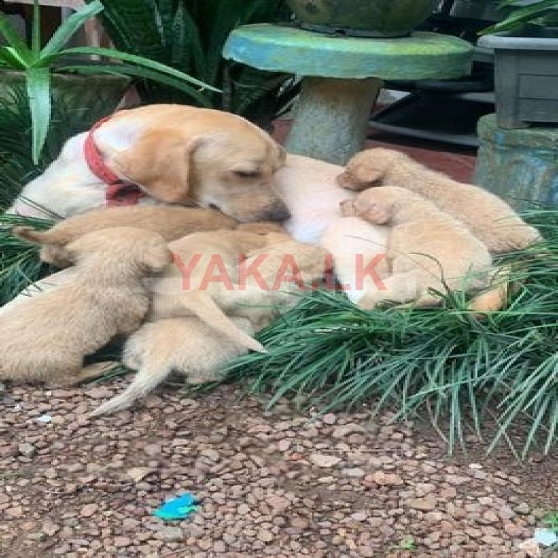 Labrador Puppy’s