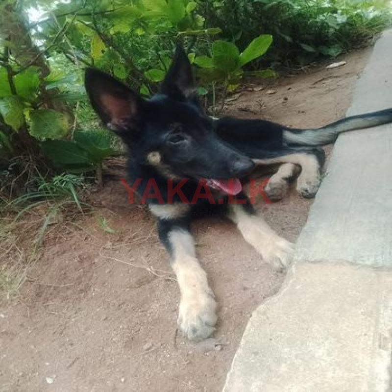 German Shepherd Dog