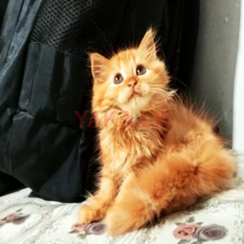 Persian Cat
