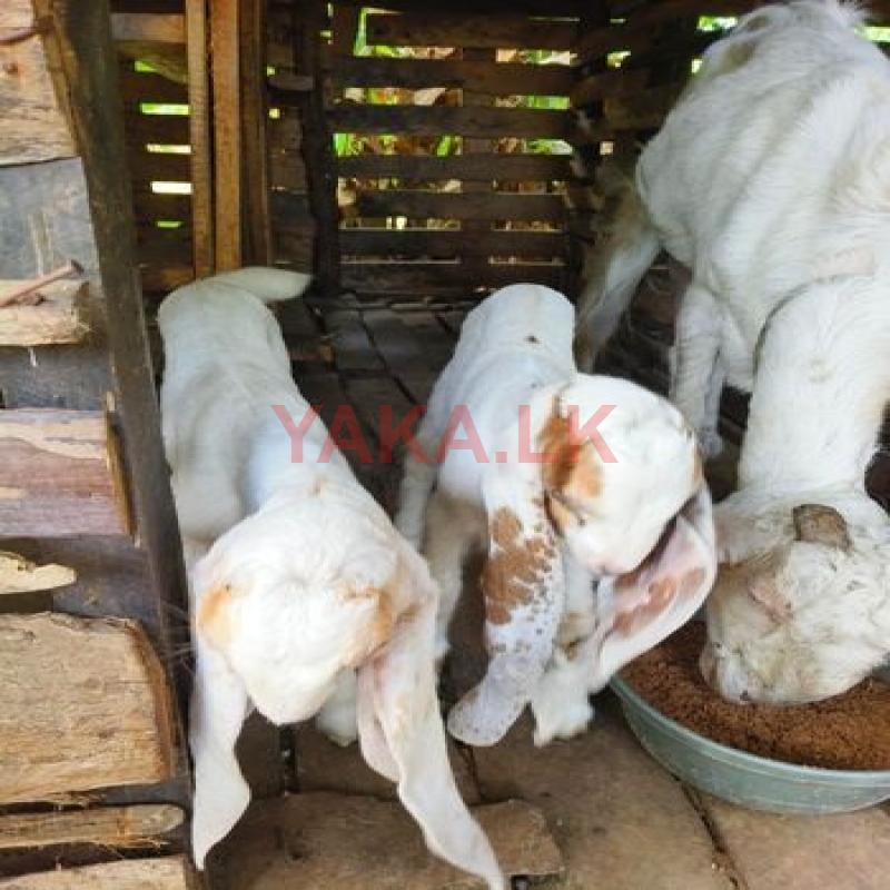 Jamunapari Goat