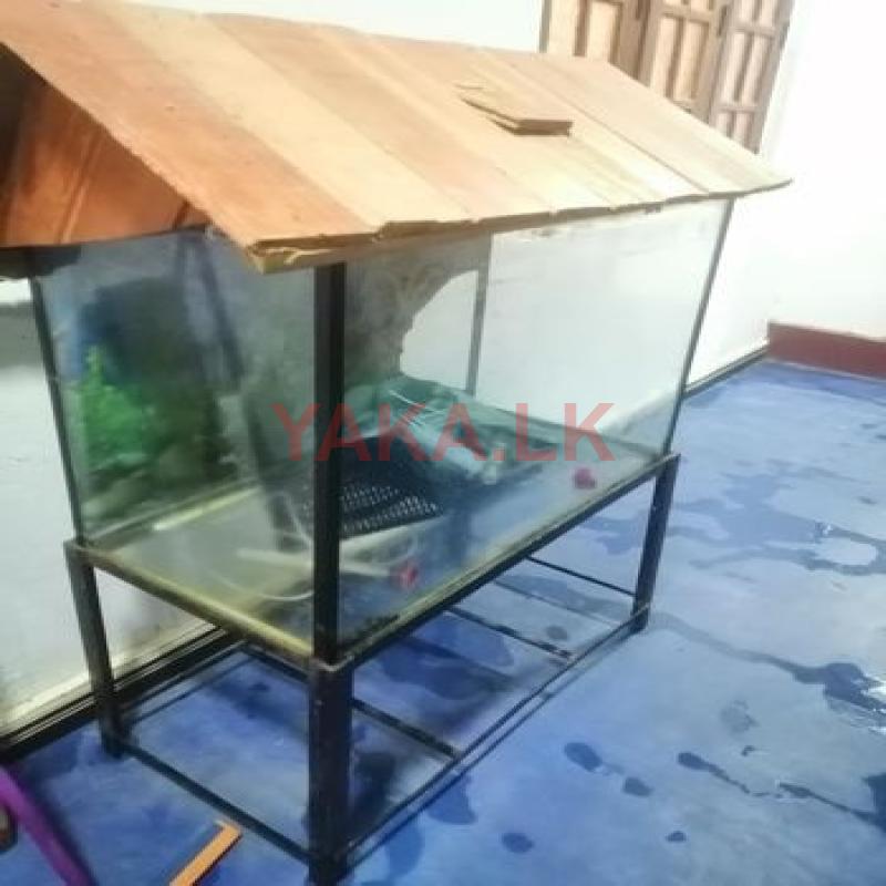 Fish Tank