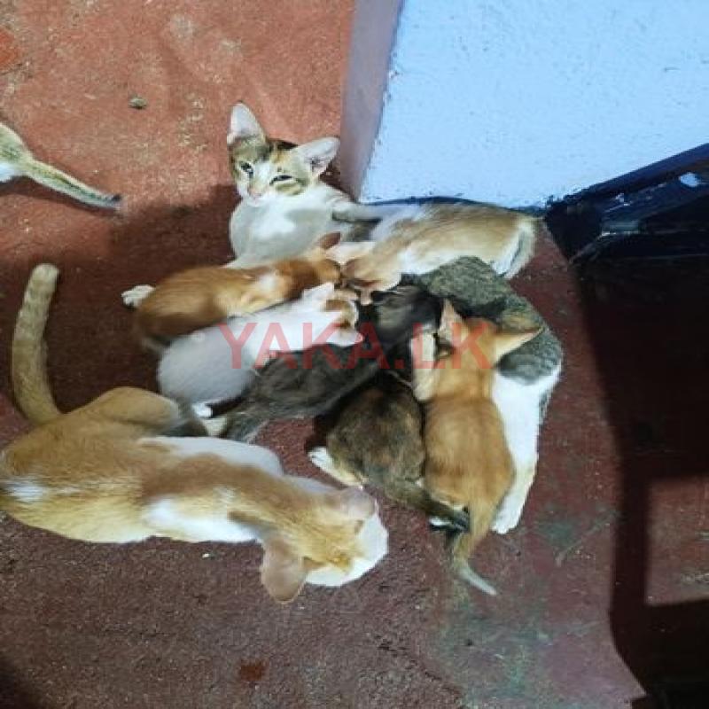 Cats for Kind Home