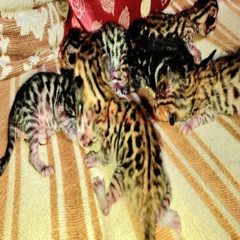 Bengal Kitten