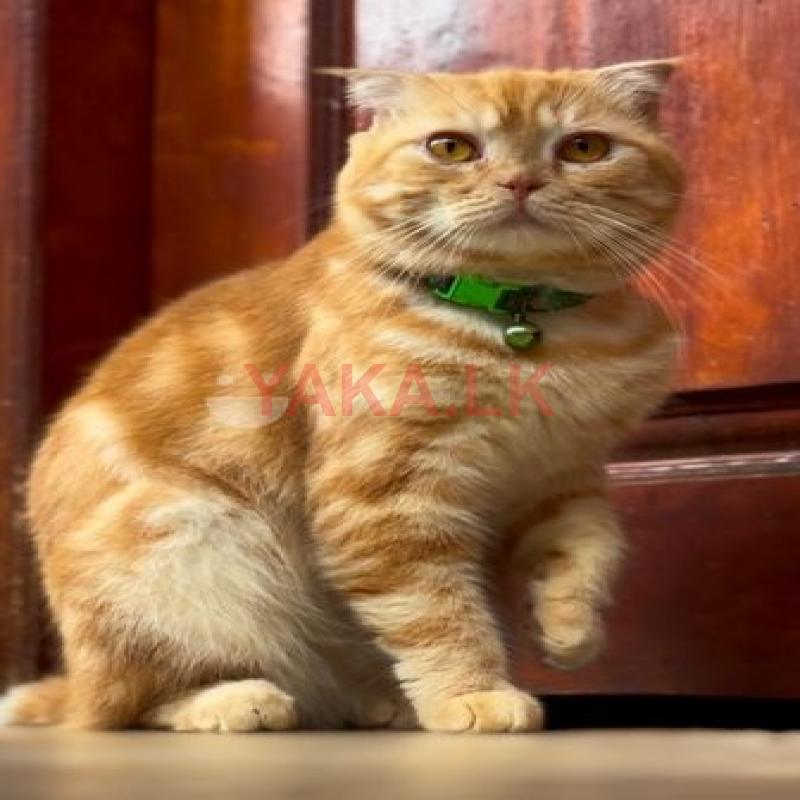 Scottish Fold Persian Cat