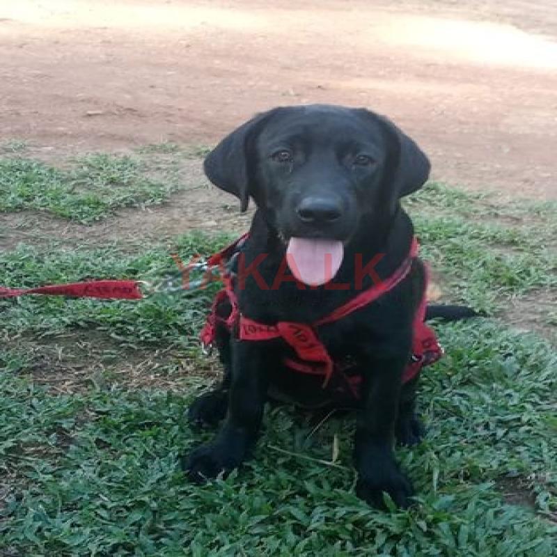 Labrador Female Puppy