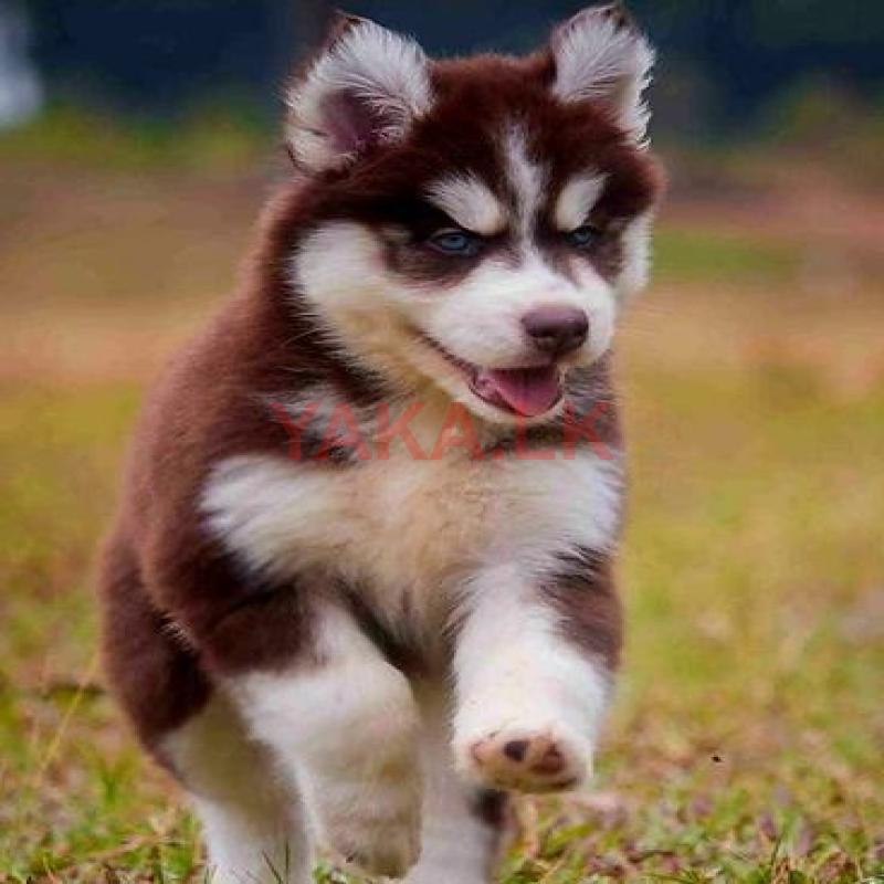 Serbian Husky Puppy