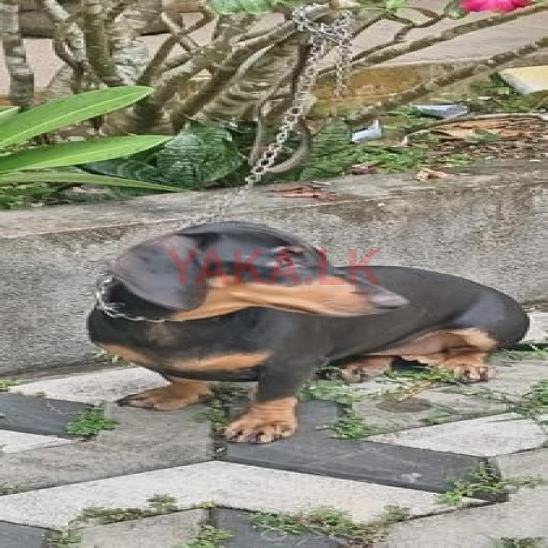 Dashchund Dog