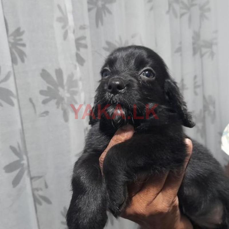 Cocker-spaniel puppies