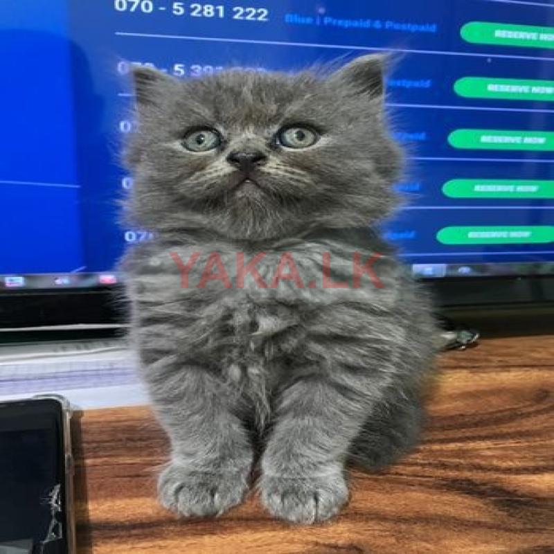 British Shorthair Kitten