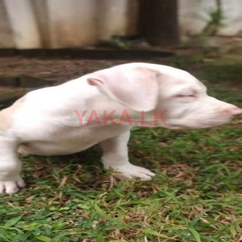 American Bully Puppy