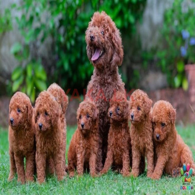 Poodle for Crossing
