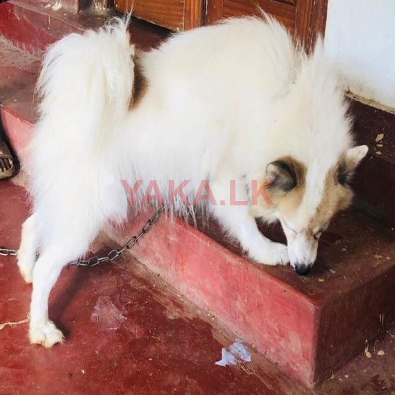 Pomeranian for Stud or Crossing