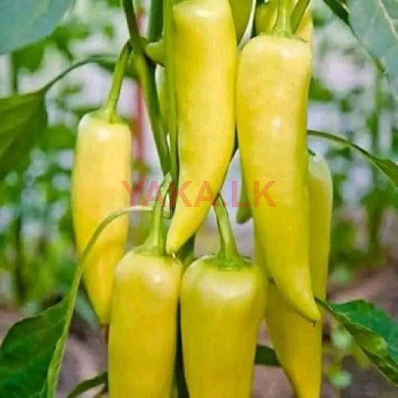 මුලියා මලුමිරිස් පැළ