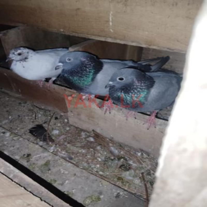 Pigeon