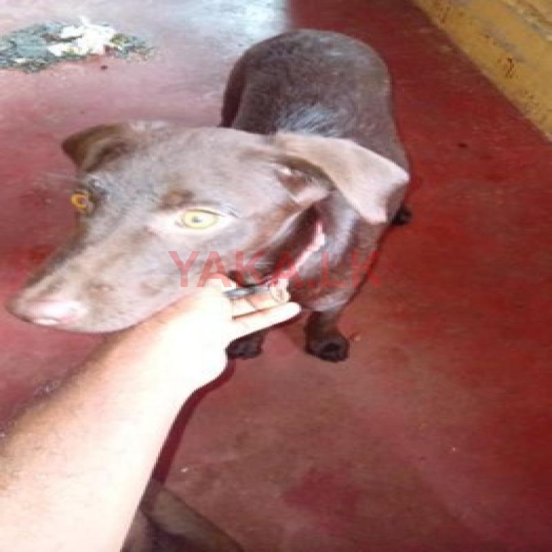 Labrador Dog