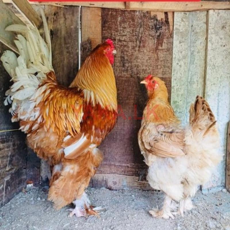 Golden Buff Brahma Chicken