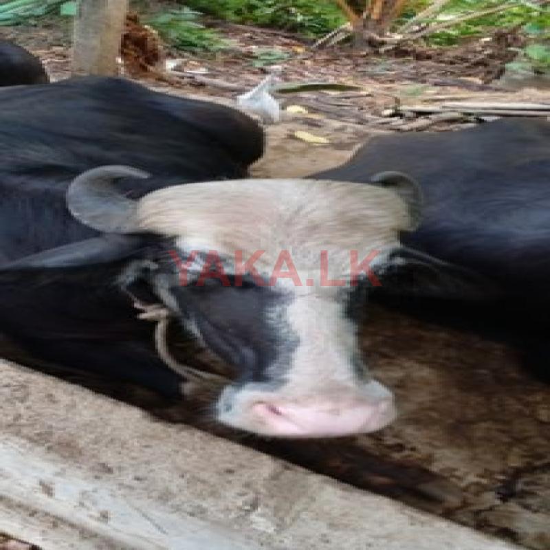 Buffalo Cow