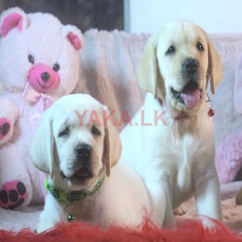 Labrador Retriever Puppies