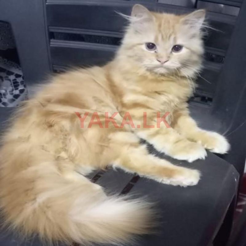 Ginger Persian Cat