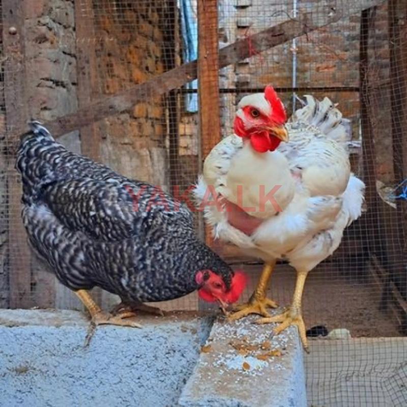 Barred Rocks Chicks