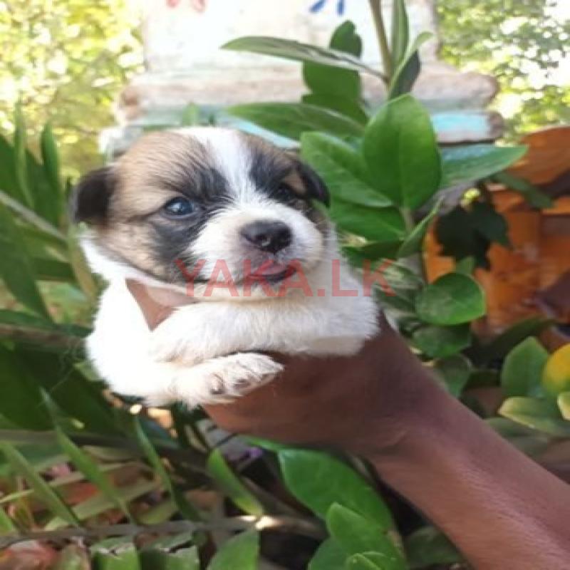 Terrier Puppies