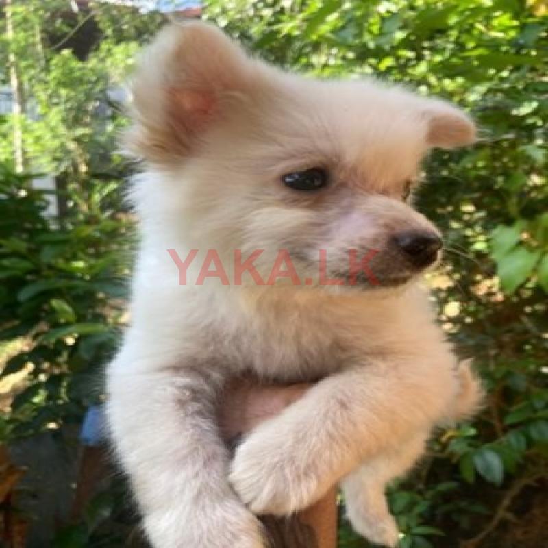 Pomeranian Puppies