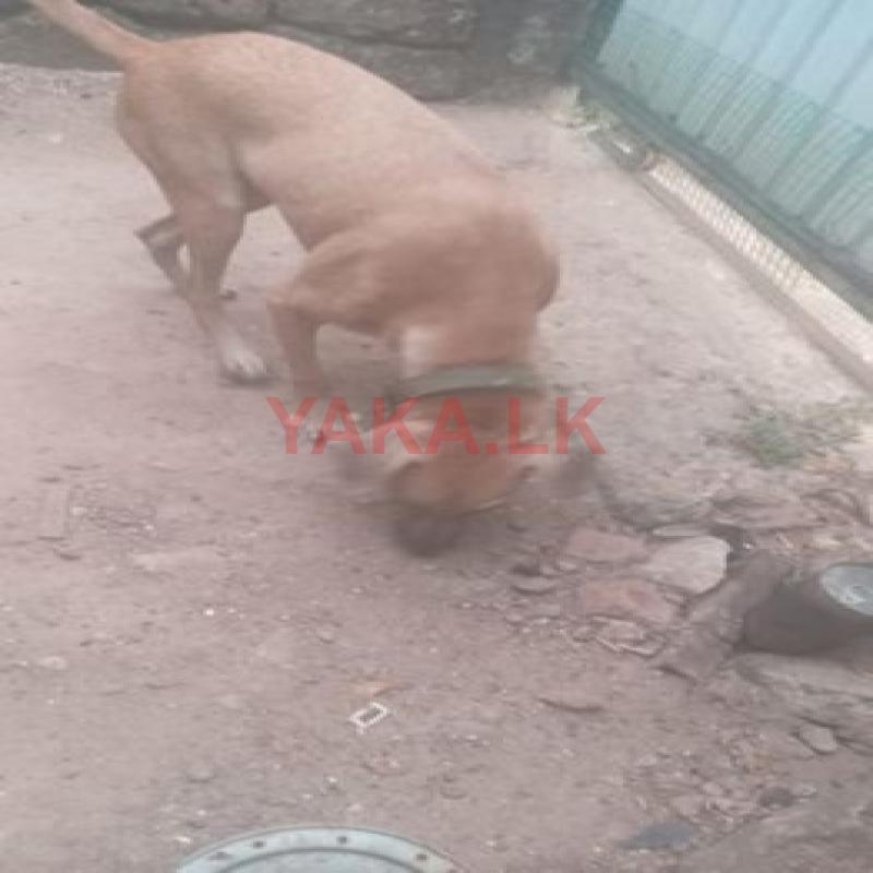 Puppy Looking for A Home