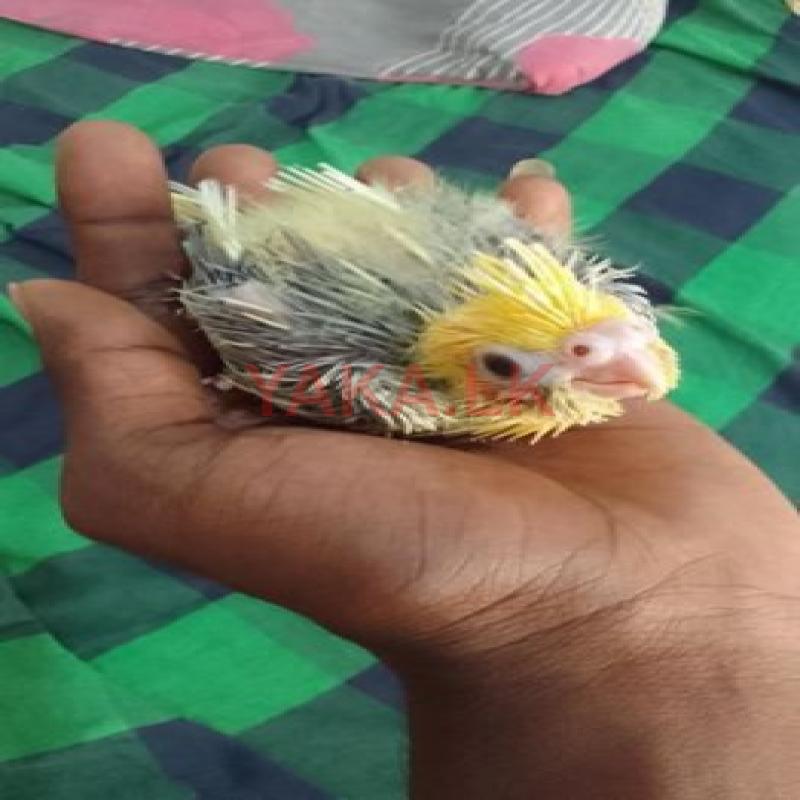 Love Birds