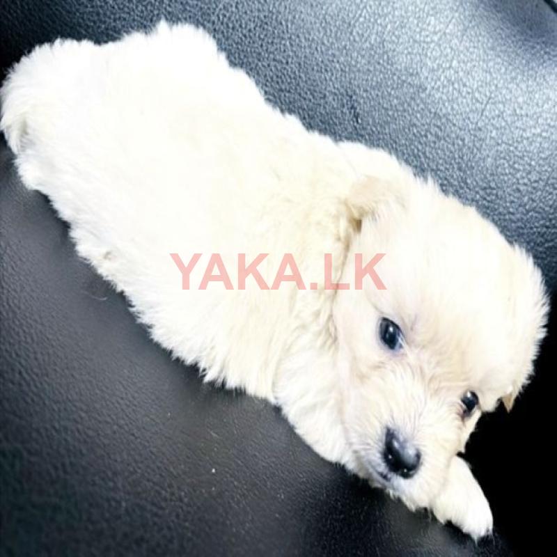 Terrier Pekingese Puppies
