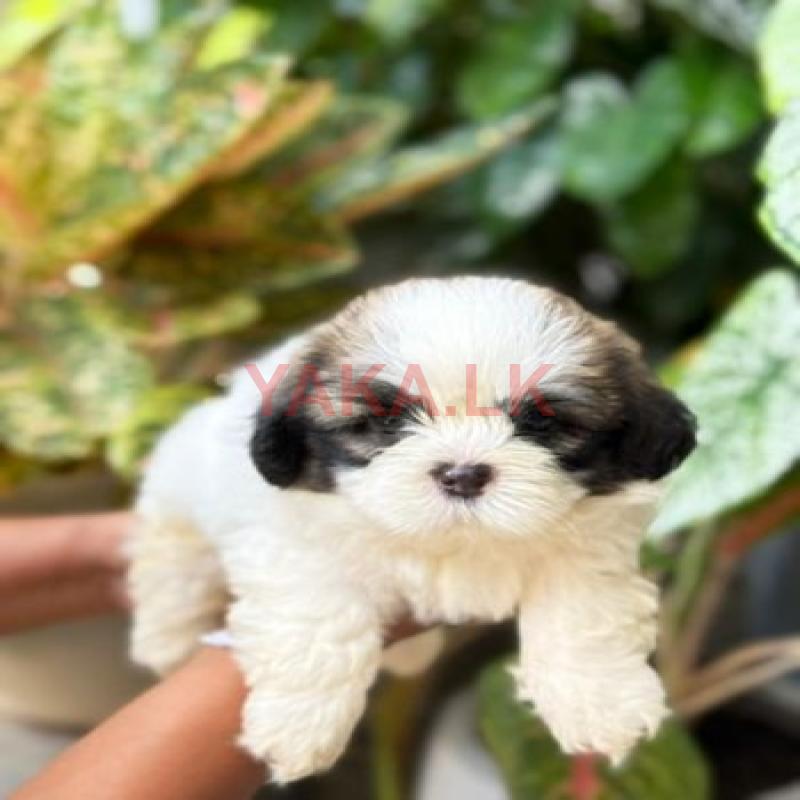 shih TZU