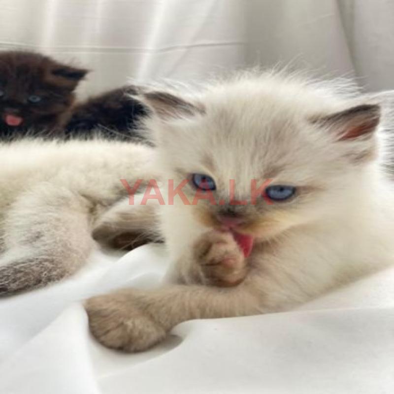 Himalayan Kittens